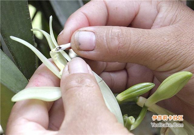 伯利尼西亚人用祖传的方法人工授粉