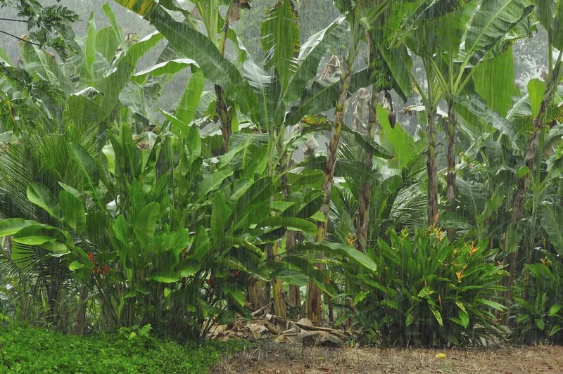 可可树种植环境需要高湿度和充沛的降雨量